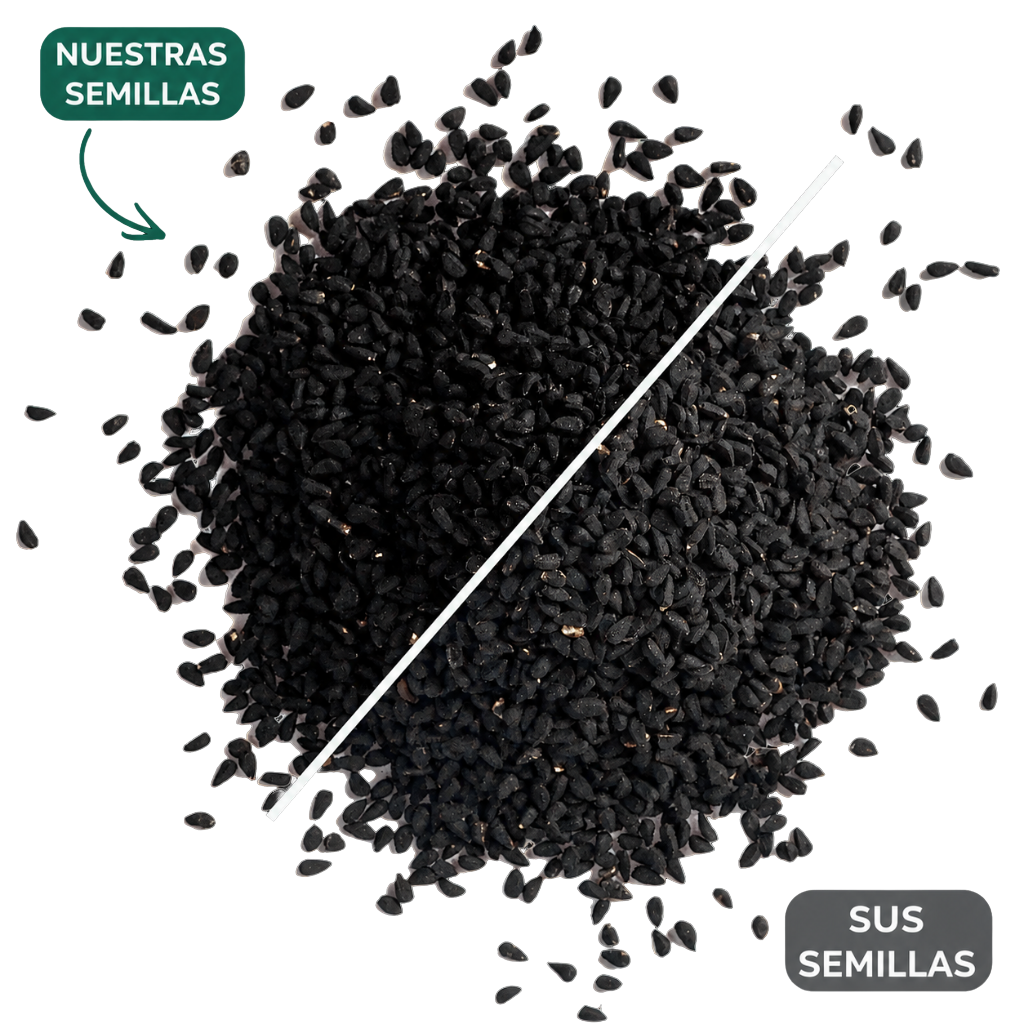 NO TODOS LOS ACEITES DE SEMILLA NEGRA SON IGUALES