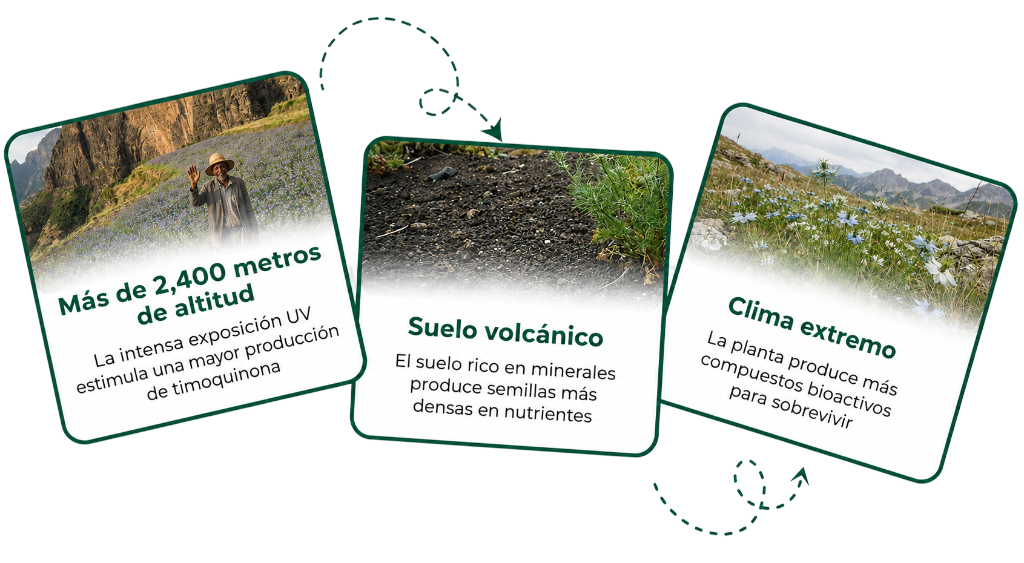 POR QUÉ EL ACEITE DE SEMILLA NEGRA ETÍOPE ES SUPERIOR?